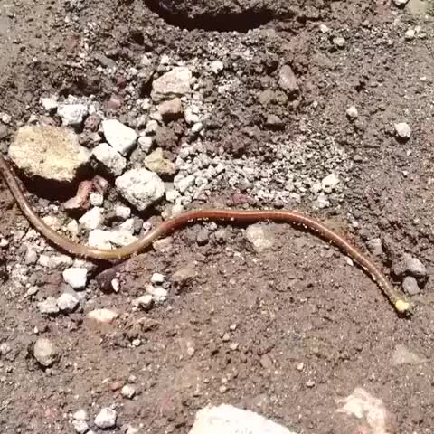 I swear to god that the Russian scientist one used to be attached to a different song.