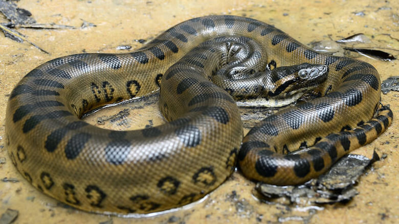 Anaconda comp. Anacondas live in swamps, marshes, and slow-moving streams, mainly in the tropical rain forests of the Amazon and Orinoco basins. They are cumber
