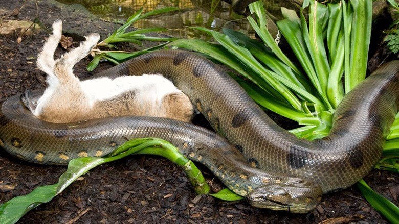 Anaconda comp. Anacondas live in swamps, marshes, and slow-moving streams, mainly in the tropical rain forests of the Amazon and Orinoco basins. They are cumber