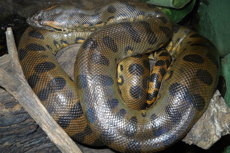 Anaconda comp. Anacondas live in swamps, marshes, and slow-moving streams, mainly in the tropical rain forests of the Amazon and Orinoco basins. They are cumber