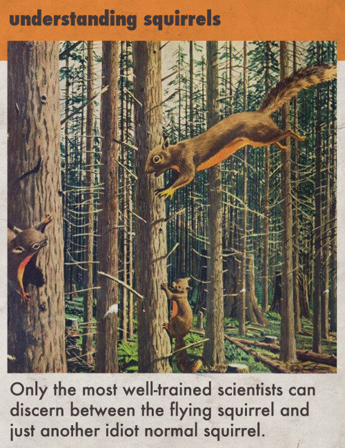 Animal facts comp. . q ivision the fanny pack.