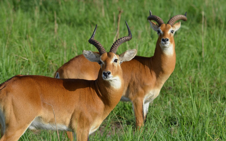 Antelope comp. Antelope display different defensive behaviours based on their size, habitat, number and species. The smaller solitary antelope tend to live in d