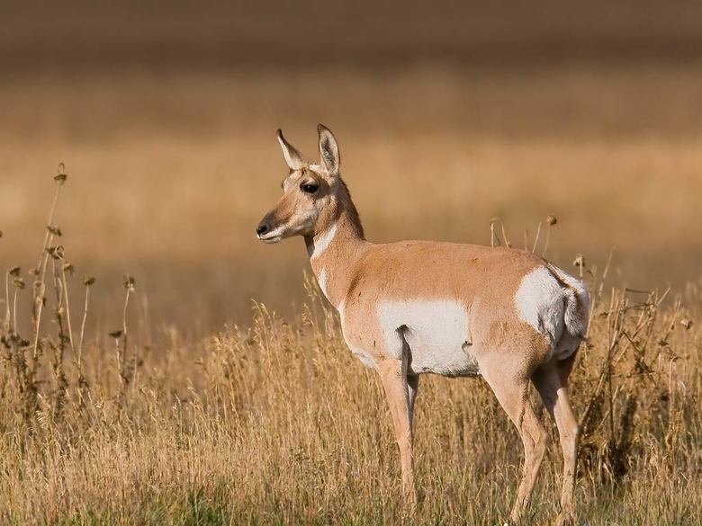 Antelope comp. Antelope display different defensive behaviours based on their size, habitat, number and species. The smaller solitary antelope tend to live in d