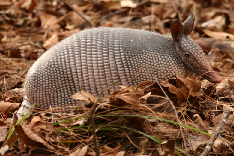 Armadillo comp. .. This comp is dedicated to user toastiewaffles
