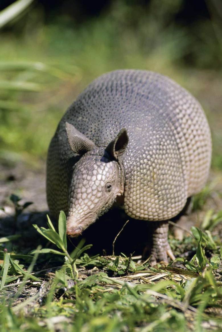 Armadillo comp. .. This comp is dedicated to user toastiewaffles