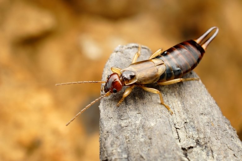 Earwig comp. Most earwigs are nocturnal and inhabit small crevices, living in small amounts of debris, in various forms such as bark and fallen logs. Species ha