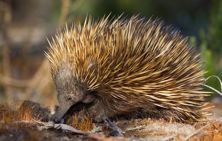 Echidna comp. The echidna is a very special mammal and, along with the platypus, the echidna is the only other egg-laying mammal in the world. The echidna lays 