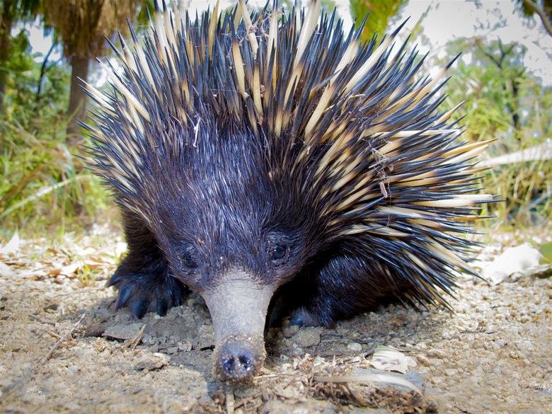 Echidna comp. The echidna is a very special mammal and, along with the platypus, the echidna is the only other egg-laying mammal in the world. The echidna lays 