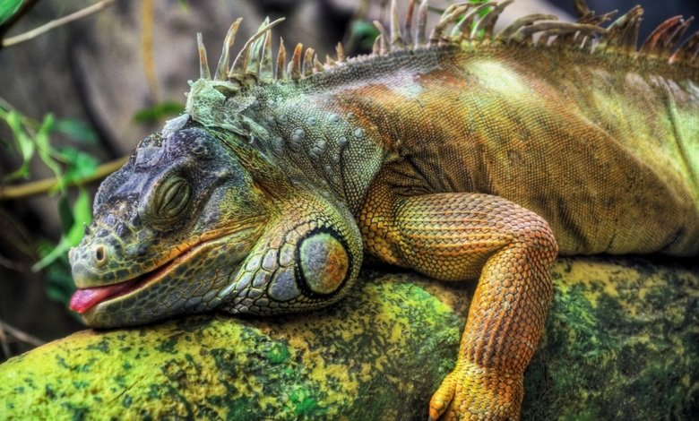 Iguana comp. Primarily herbivorous, iguanas are active during the day, feeding on leaves, flowers, and fruit. They generally live near water and are excellent s