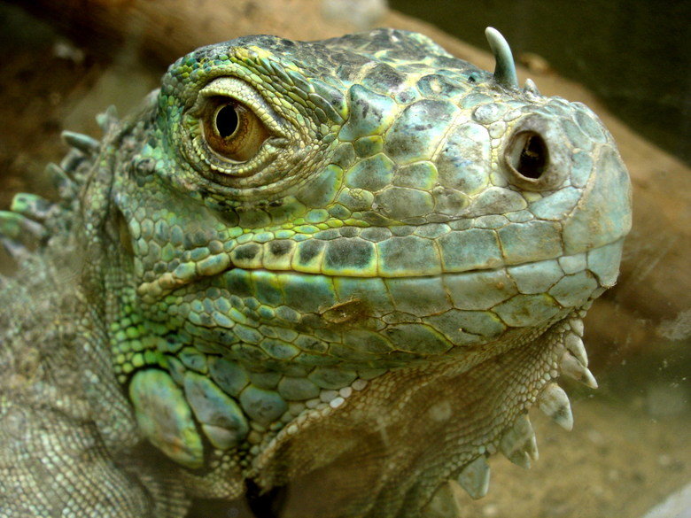 Iguana comp. Primarily herbivorous, iguanas are active during the day, feeding on leaves, flowers, and fruit. They generally live near water and are excellent s