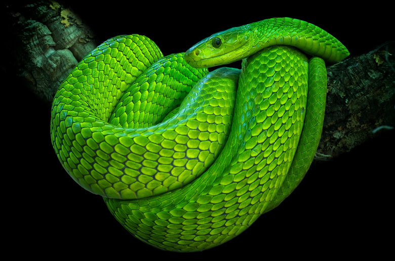 Mamba comp. Black mambas are shy and will almost always seek to escape when confronted. However, when cornered, these snakes will raise their heads, sometimes w