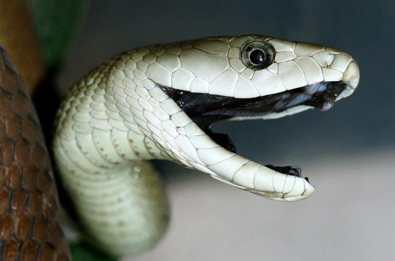 Mamba comp. Black mambas are shy and will almost always seek to escape when confronted. However, when cornered, these snakes will raise their heads, sometimes w