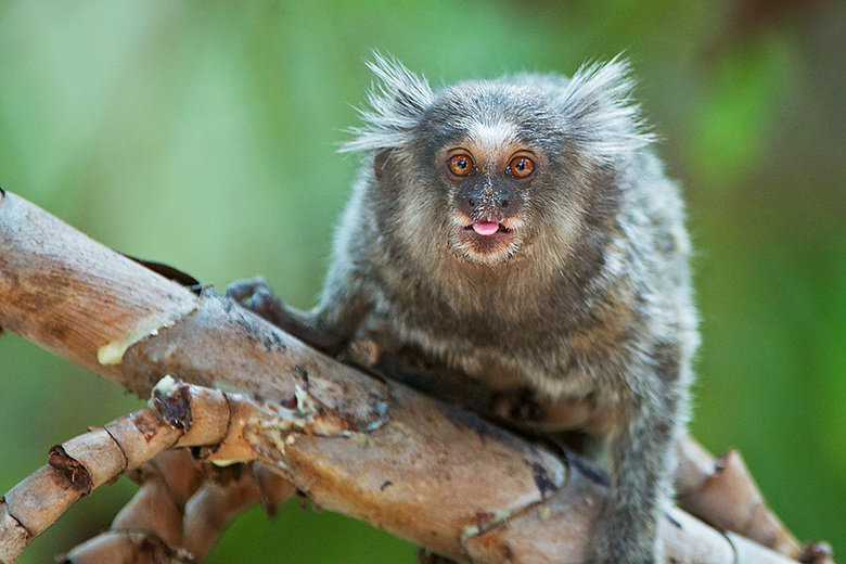 Marmoset comp. Marmosets live in family groups of three to 15, consisting of one to two breeding females, an unrelated male, their offspring and occasionally ex
