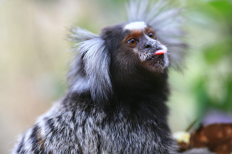 Marmoset comp. Marmosets live in family groups of three to 15, consisting of one to two breeding females, an unrelated male, their offspring and occasionally ex