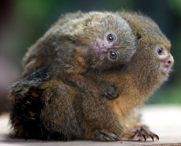 Marmoset comp. Marmosets live in family groups of three to 15, consisting of one to two breeding females, an unrelated male, their offspring and occasionally ex