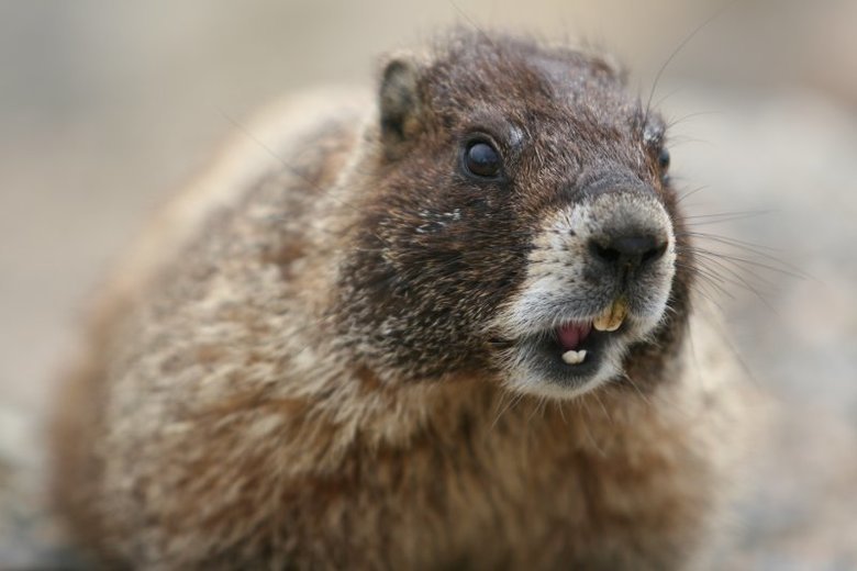 Marmot comp. Marmots are social animals and usually live either in mated pairs or in a harem consisting of one breeding male, several female mates and their you