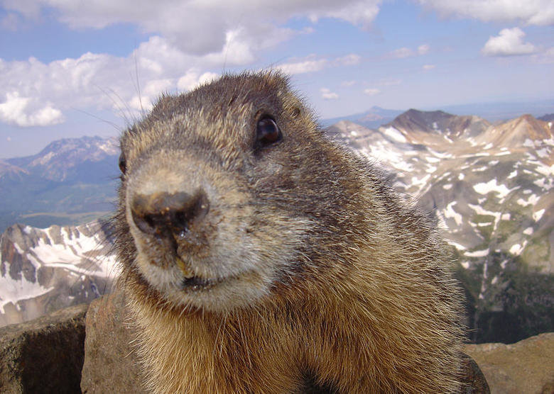 Marmot comp. Marmots are social animals and usually live either in mated pairs or in a harem consisting of one breeding male, several female mates and their you