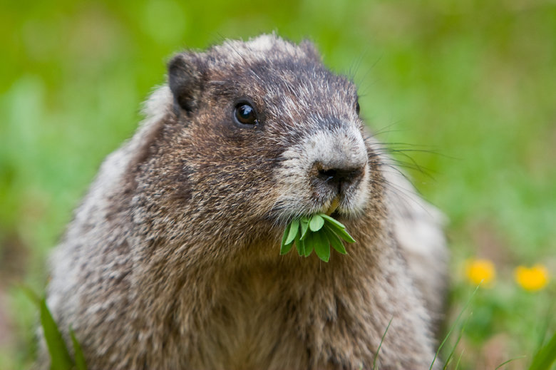 Marmot comp. Marmots are social animals and usually live either in mated pairs or in a harem consisting of one breeding male, several female mates and their you