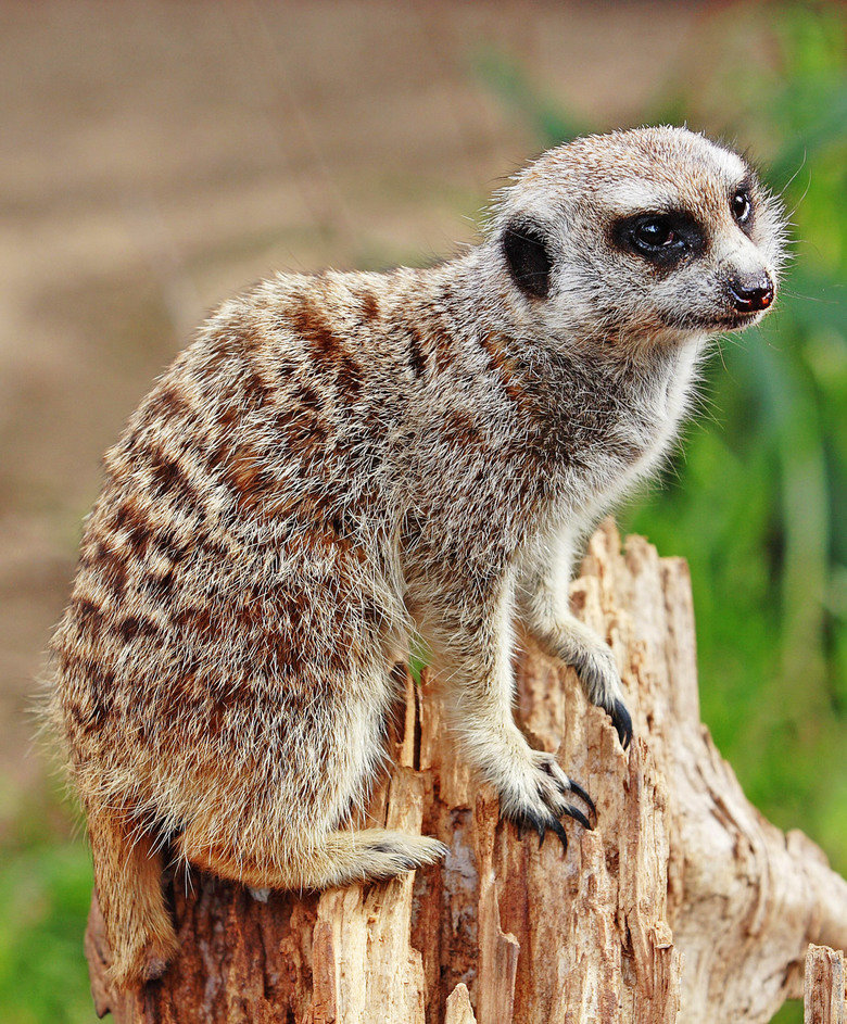 Meerkat comp. Meerkat groups utilize several different burrows and move from one to another. Each burrow is an extensive tunnel-and-room system that remains coo