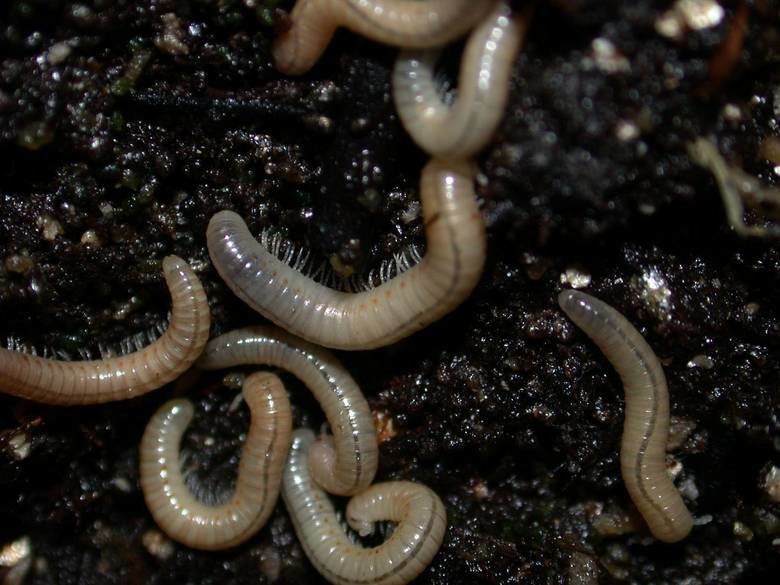 Millipede comp. The female millipede can lay up to 1,000 sticky eggs at once although the number of millipede eggs laid is usually closer to 500. When the baby 