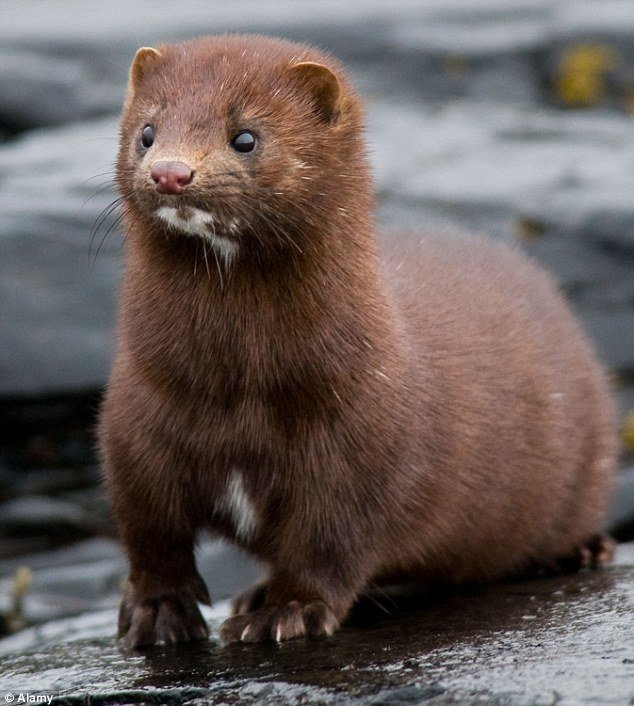 Mink comp. Mink is a mammal that belongs to the family of weasels. There are two species of mink, American and European that differ in size, color and type of h