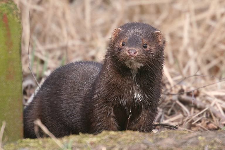 Mink comp. Mink is a mammal that belongs to the family of weasels. There are two species of mink, American and European that differ in size, color and type of h