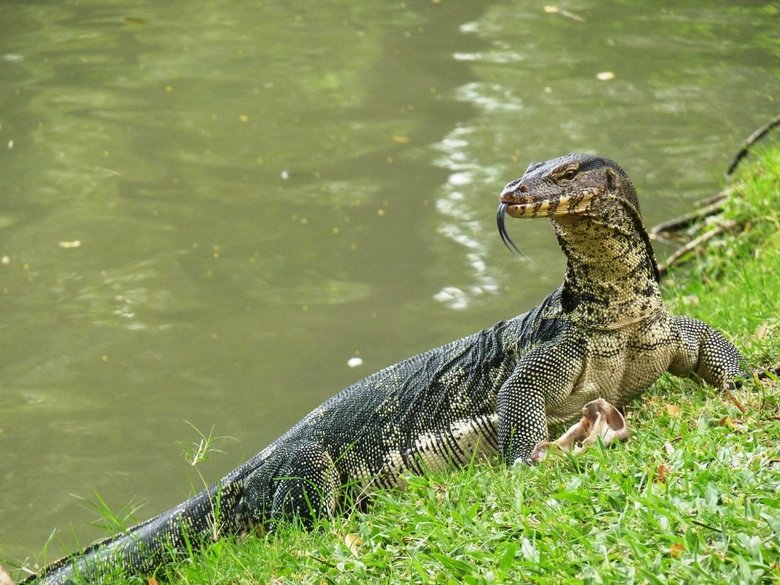 Monitor comp. Monitor lizards have long necks, powerful tails and claws, and well-developed limbs. The adult length of extant species ranges from 20 cm (7.9 in)