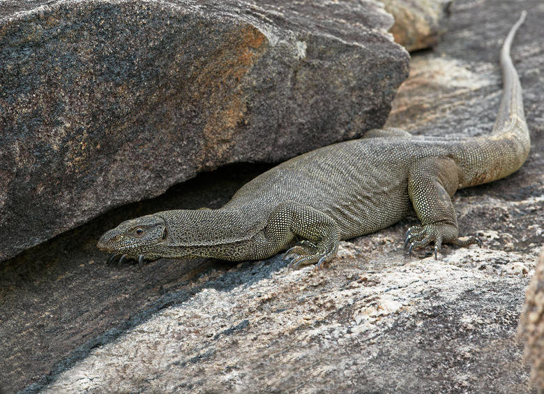 Monitor comp. Monitor lizards have long necks, powerful tails and claws, and well-developed limbs. The adult length of extant species ranges from 20 cm (7.9 in)