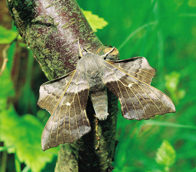 Moth comp. In some parts of the world, moths are a major food source for people, too. More than 90 percent of people in some African countries eat moth and butt