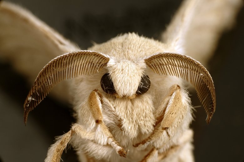 Moth comp. In some parts of the world, moths are a major food source for people, too. More than 90 percent of people in some African countries eat moth and butt