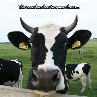 I don't get it, it's just a cow with...