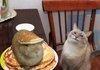 Cat, Rabbit, Pancakes.